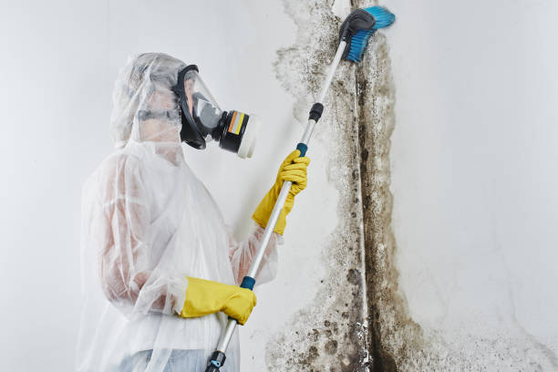 Best Basement Mold Remediation in Crooked Lake Park, FL