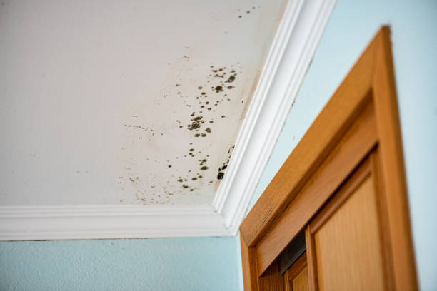 Best Insurance-Related Mold Remediation in Crooked Lake Park, FL
